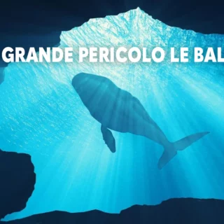 microplastica-balena copia