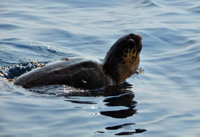 tartaruga caretta