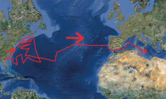 migrazioni tonni